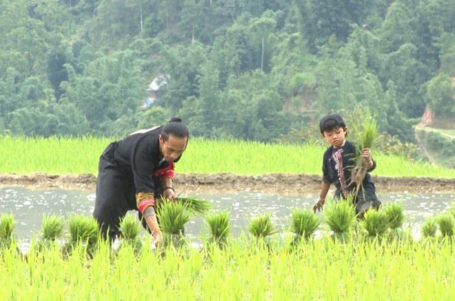 Sao Bo oi Minh di dau the loi bun hoc cay lua-Hinh-6